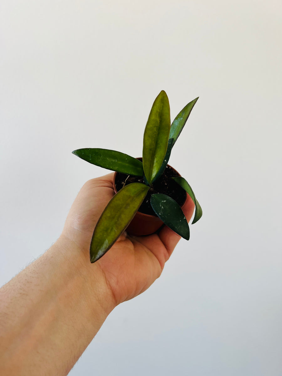Hoya Rosita - Sunstressed - Rare Hoya - 2