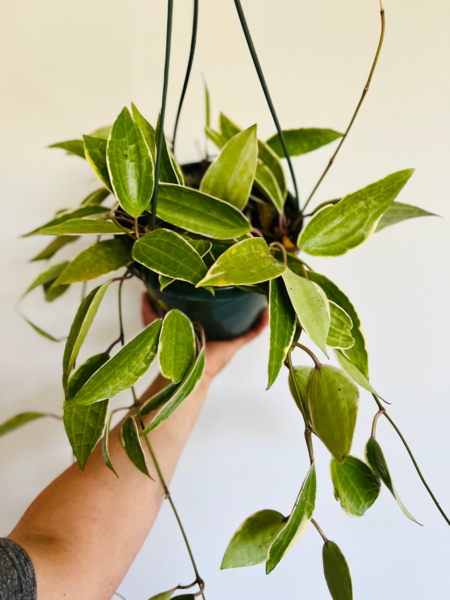 Hoya Macrophylla 