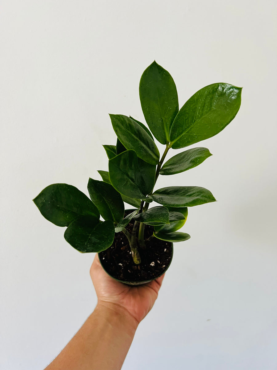 ZZ Plant - Zamioculcas Zamiifolia - 4