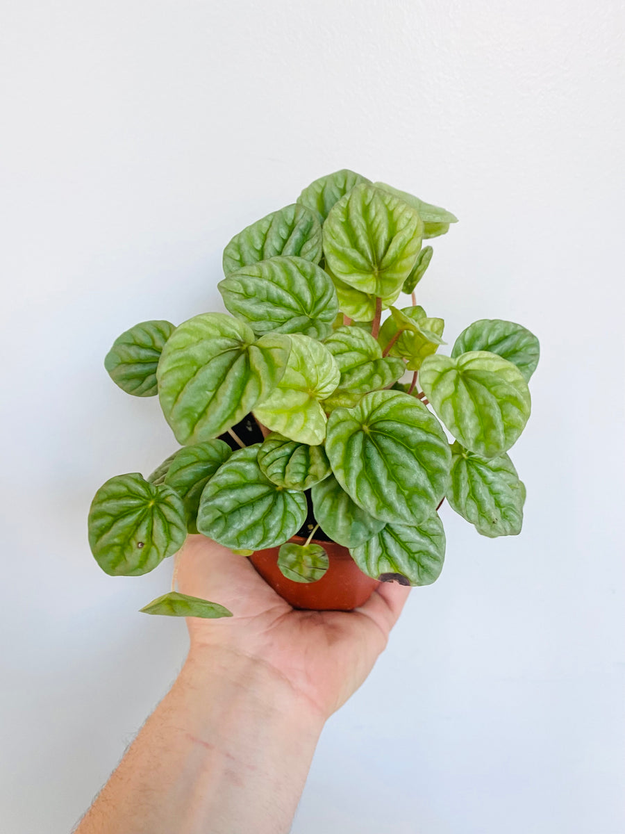 Peperomia Caperata 'Mint' - 4