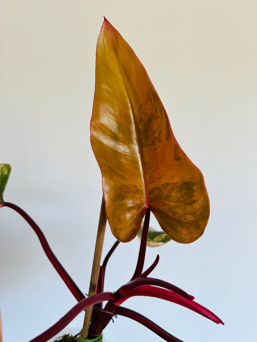 Philodendron Strawberry Shake - High Variegation - Plant A9 - Includes Overnight Express Shipping