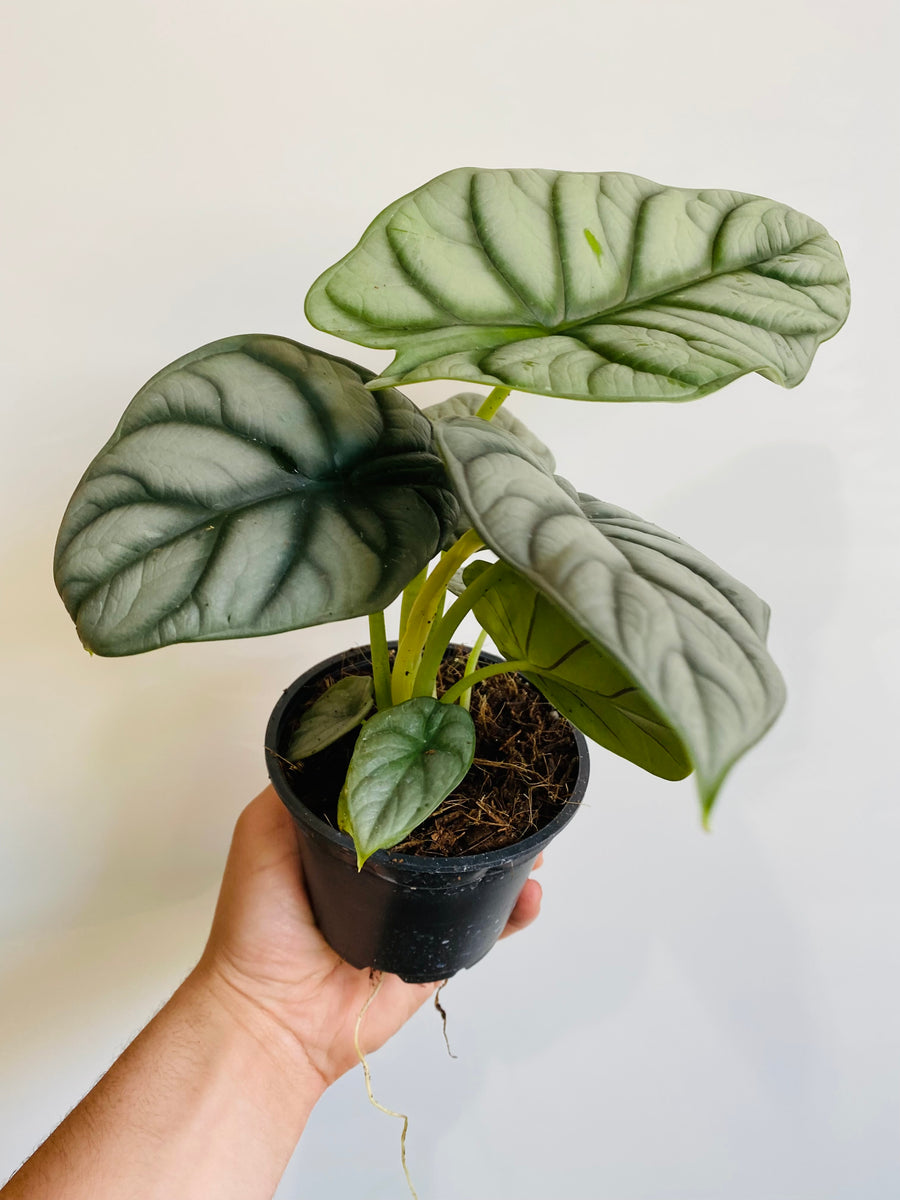 Alocasia Baginda 'Silver Dragon' - Jewel Alocasia - 4