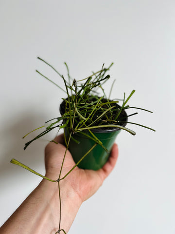 Hoya Retusa - Grass Leaf Hoya - 4