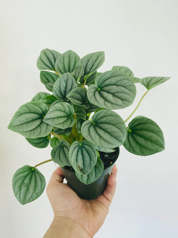 Peperomia Caperata 'Frost' - 4