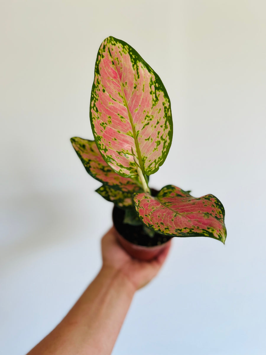 Aglaonema 'Wishes' - 4