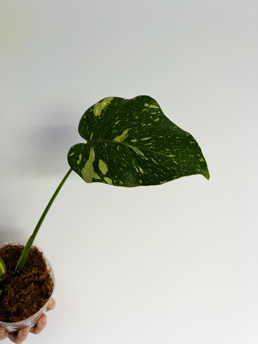 Monstera Thai Constellation - High Variegation - Plant B43 - Includes Next Day Shipping