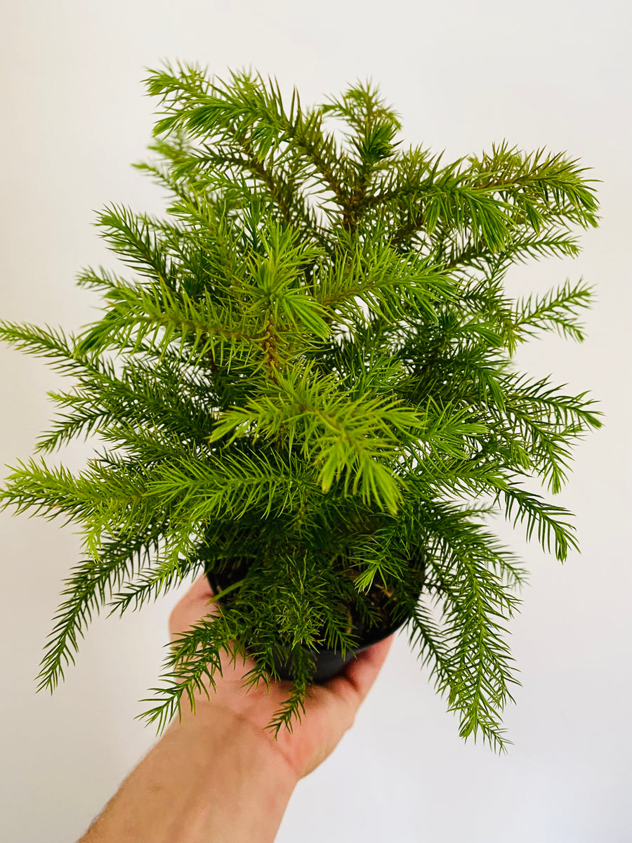 Norfolk Pine - Mini Christmas Tree - 4