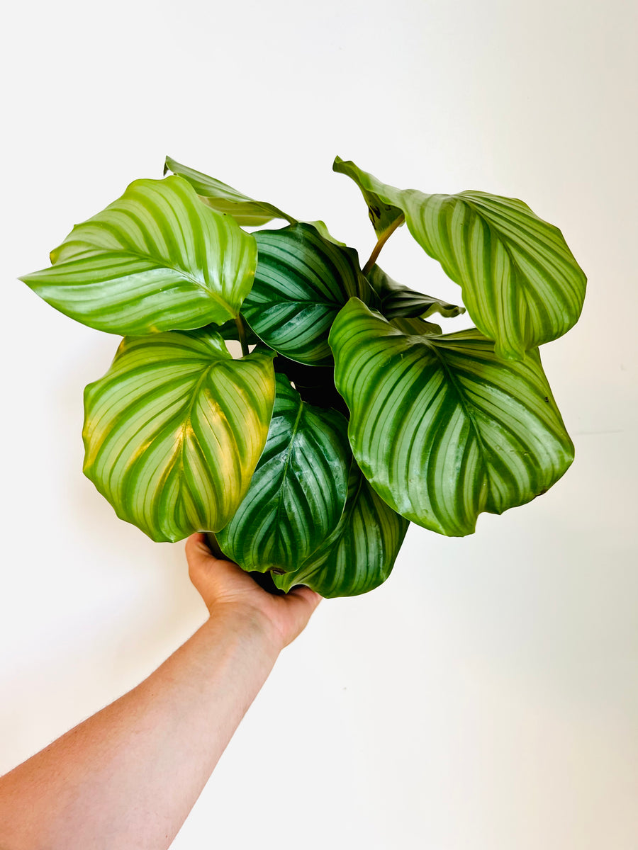 Calathea 'Orbifolia' - 6