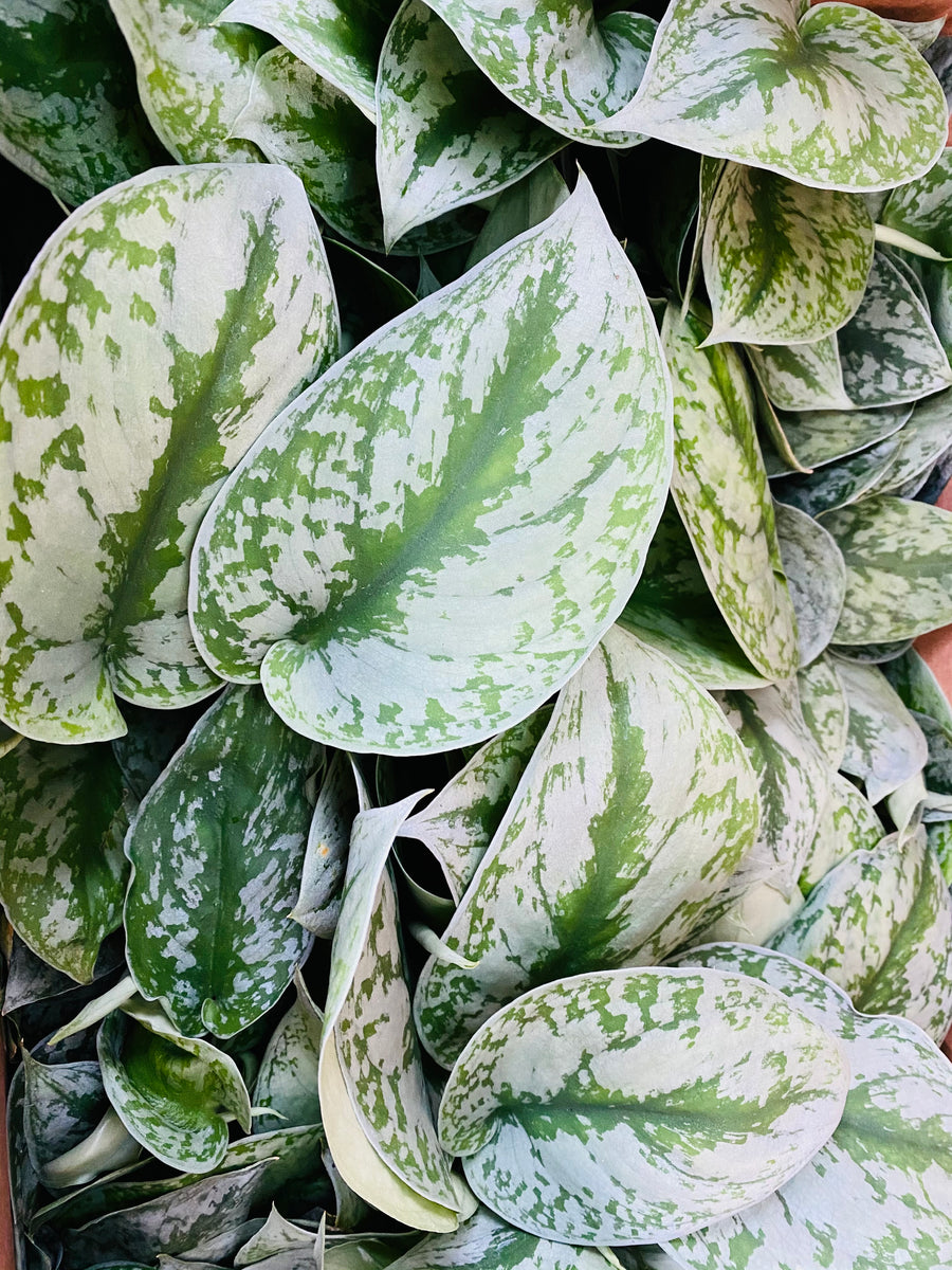 Scindapsus Pictus 'Silver Cloud' - 4