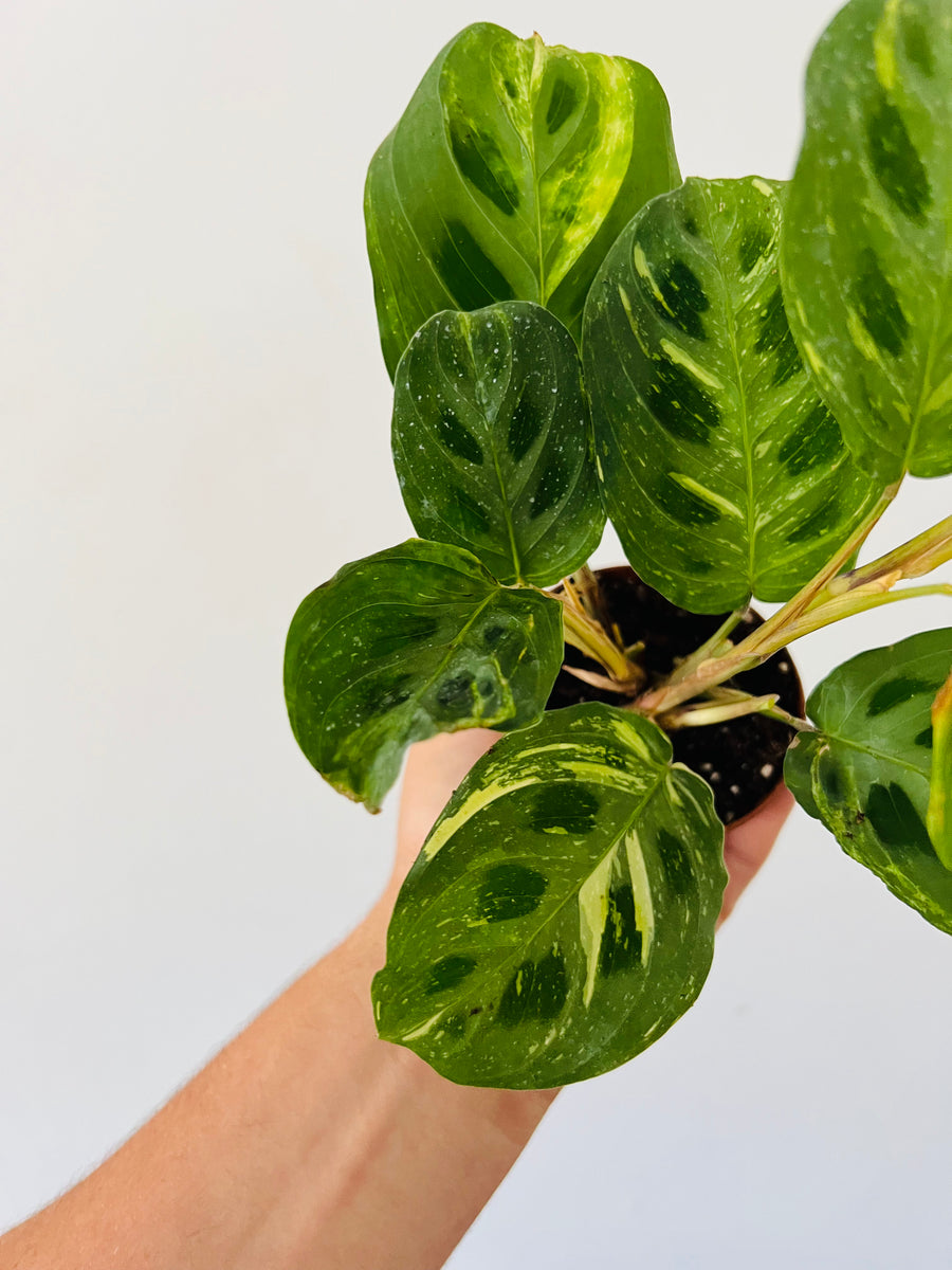 Maranta Leuconeura 'Beauty Kim' - Variegated Prayer Plant - 3