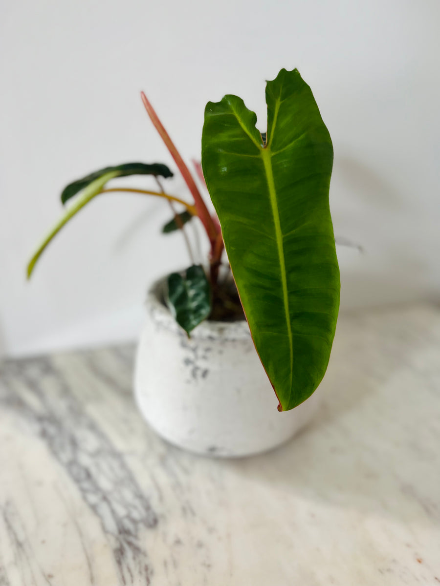 Philodendron Billietiae - 4