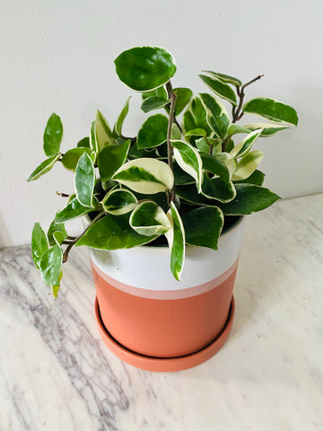 Charlotte Pot - 6
