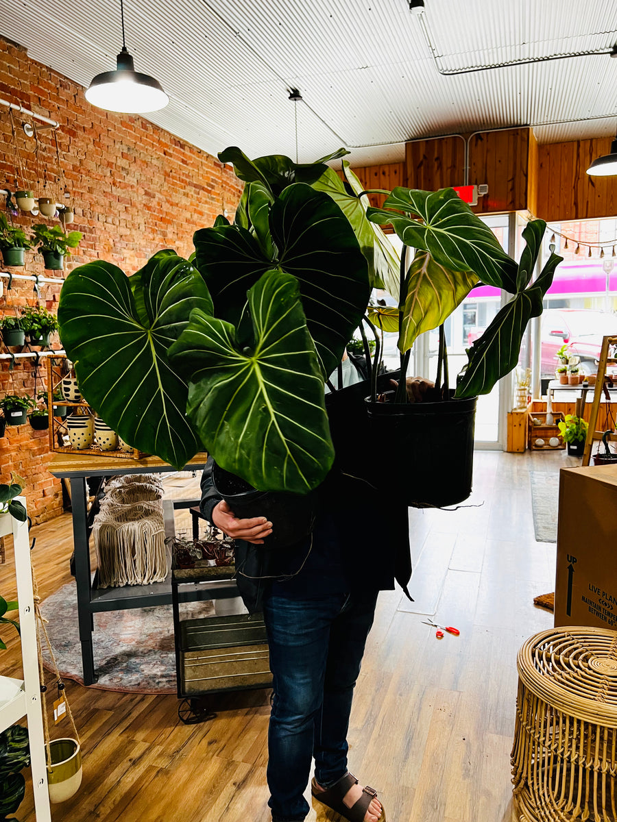Philodendron Gloriosum - Up to 3 Feet Tall - 10