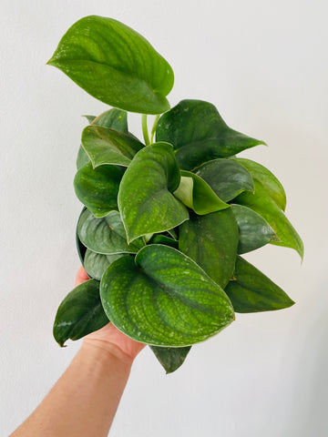 Scindapsus Jade Satin - 6