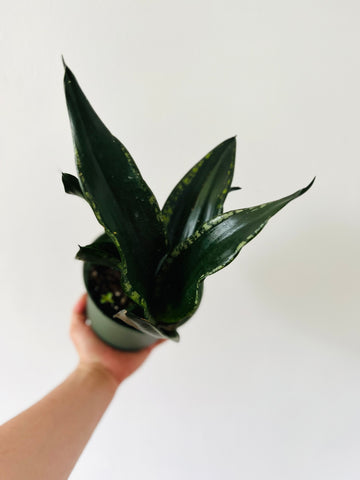 Sansevieria Silver Flame - 6