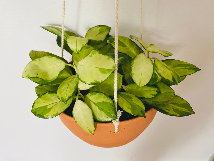 Birdie Pot - 6” Hanging Planter