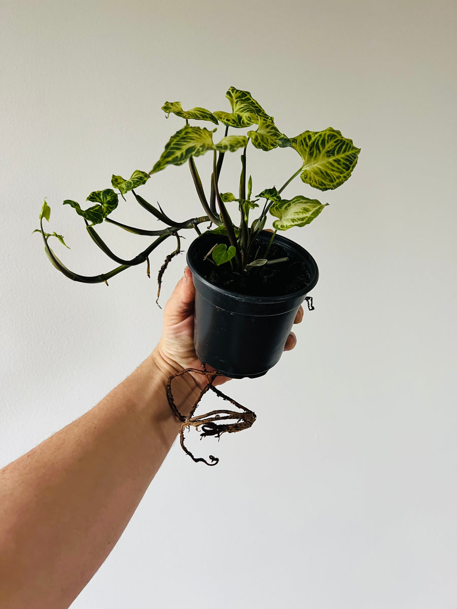 Syngonium Podophyllum 'Batik' - 4