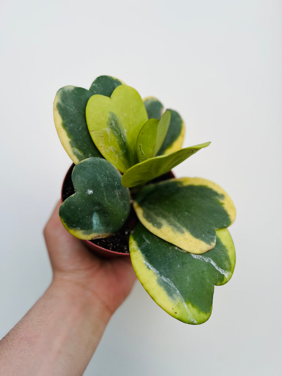 Hoya Kerrii ‘Outer Variegated’ - Vining - 4