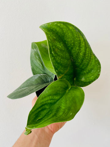 Scindapsus Jade Satin - 4
