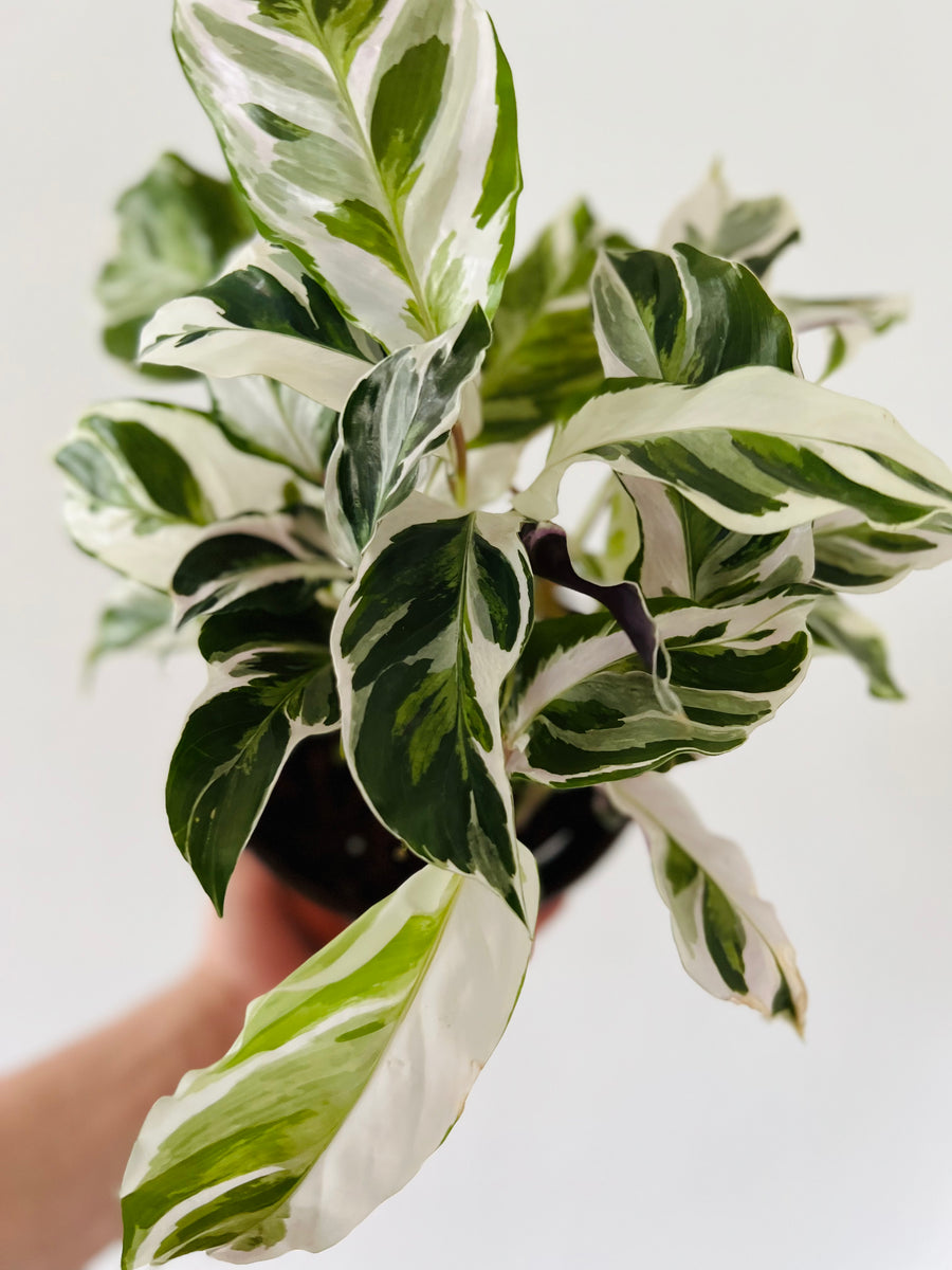 Calathea White Fusion - 6