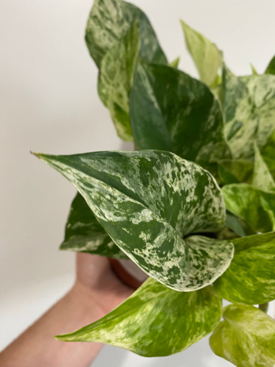 Marble Queen Pothos - Epipremnum Aureum 'Marble Queen' - 6