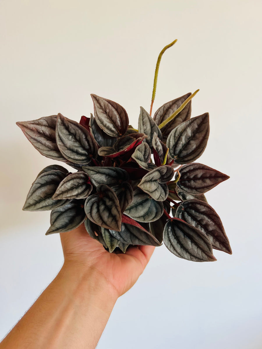 Peperomia Mendoza - 4