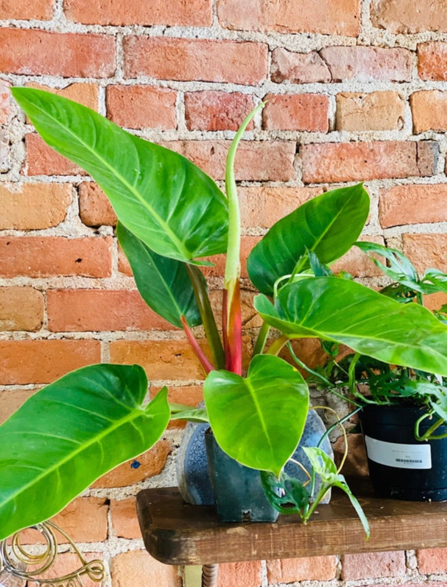 Philodendron Melinonii - 6