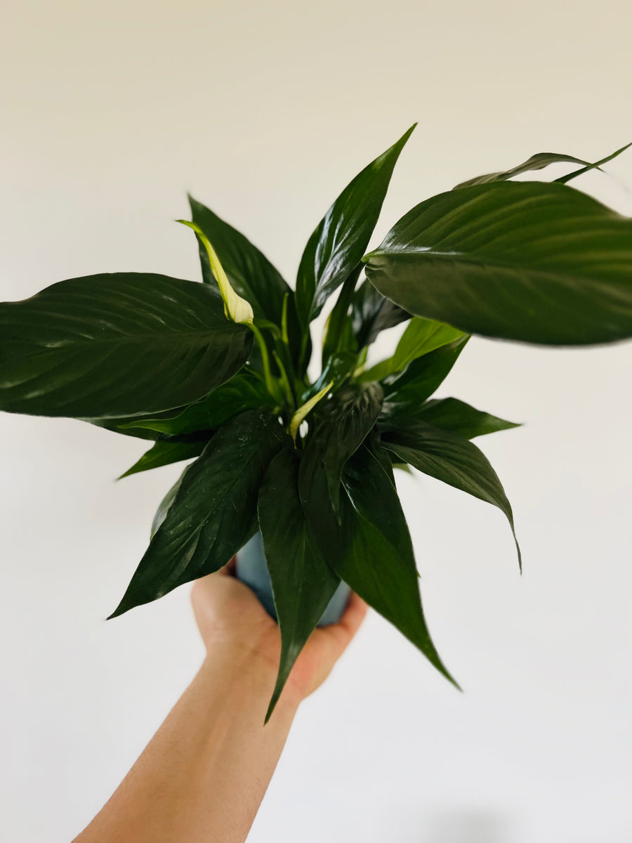 Peace Lily - 4