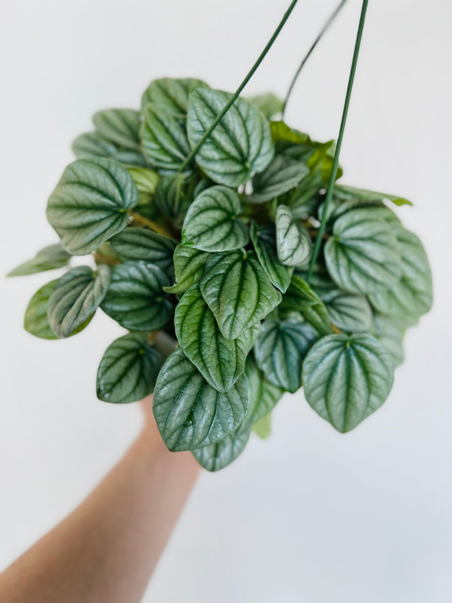Peperomia Caperata 'Frost' - 6