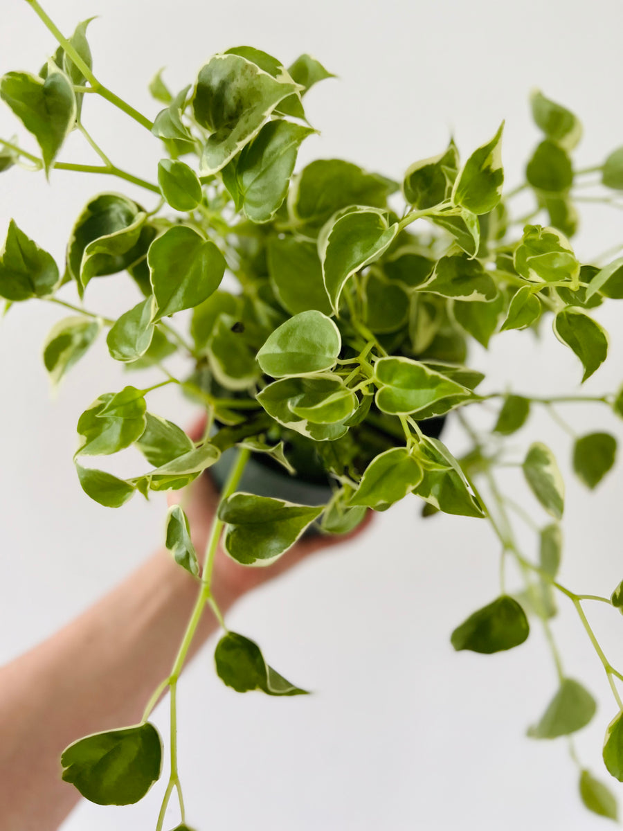 Peperomia Cupid 'Variegated' - 6