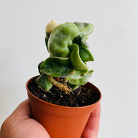 Hoya Compacta ‘Outer Variegated’ - 3" Pot