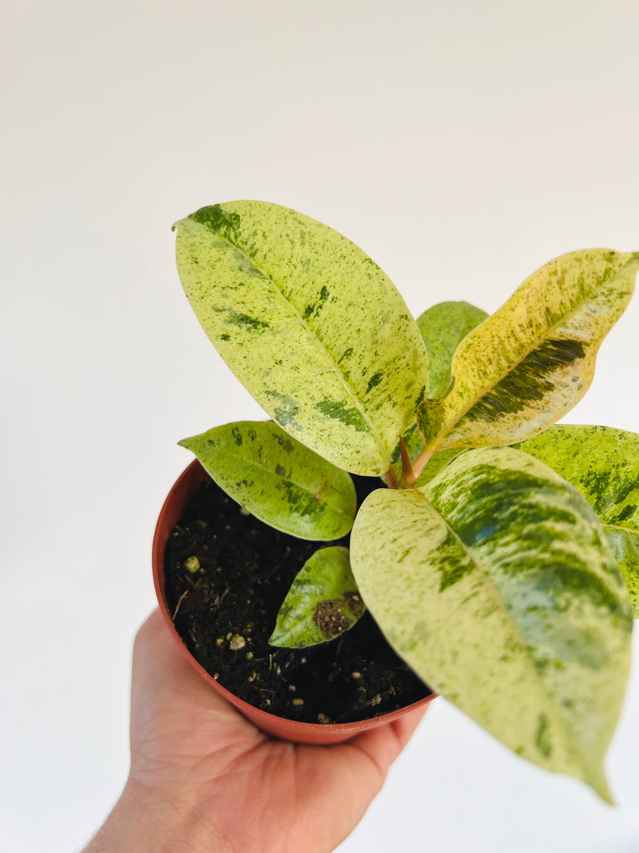 Ficus Shiverana Moonshine - 4