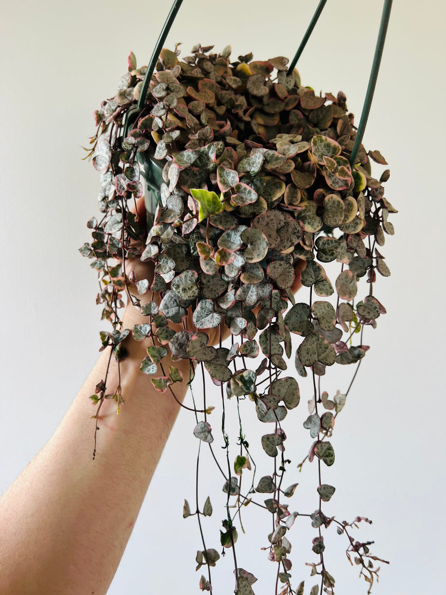 Variegated String of Hearts - Ceropegia Woodii 'Variegated' - Very Full & Vining - 6