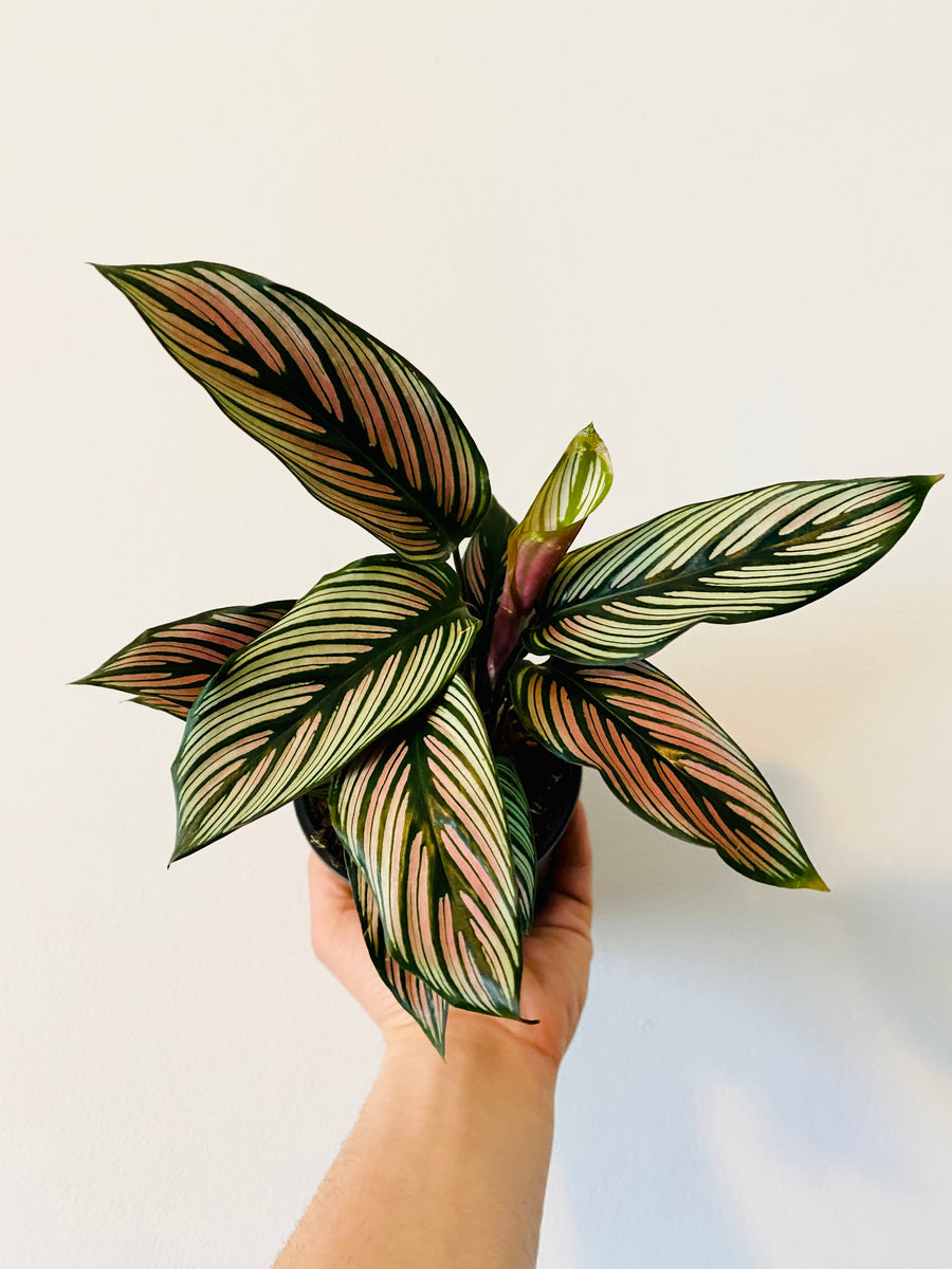 Calathea Majestica 'White Star' - 4