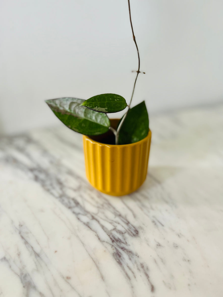 Saffron Pot - 3