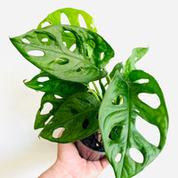 monstera adansonii wide leaf Monstera Adansonii 'Wide Form' - Swiss Cheese Plant
