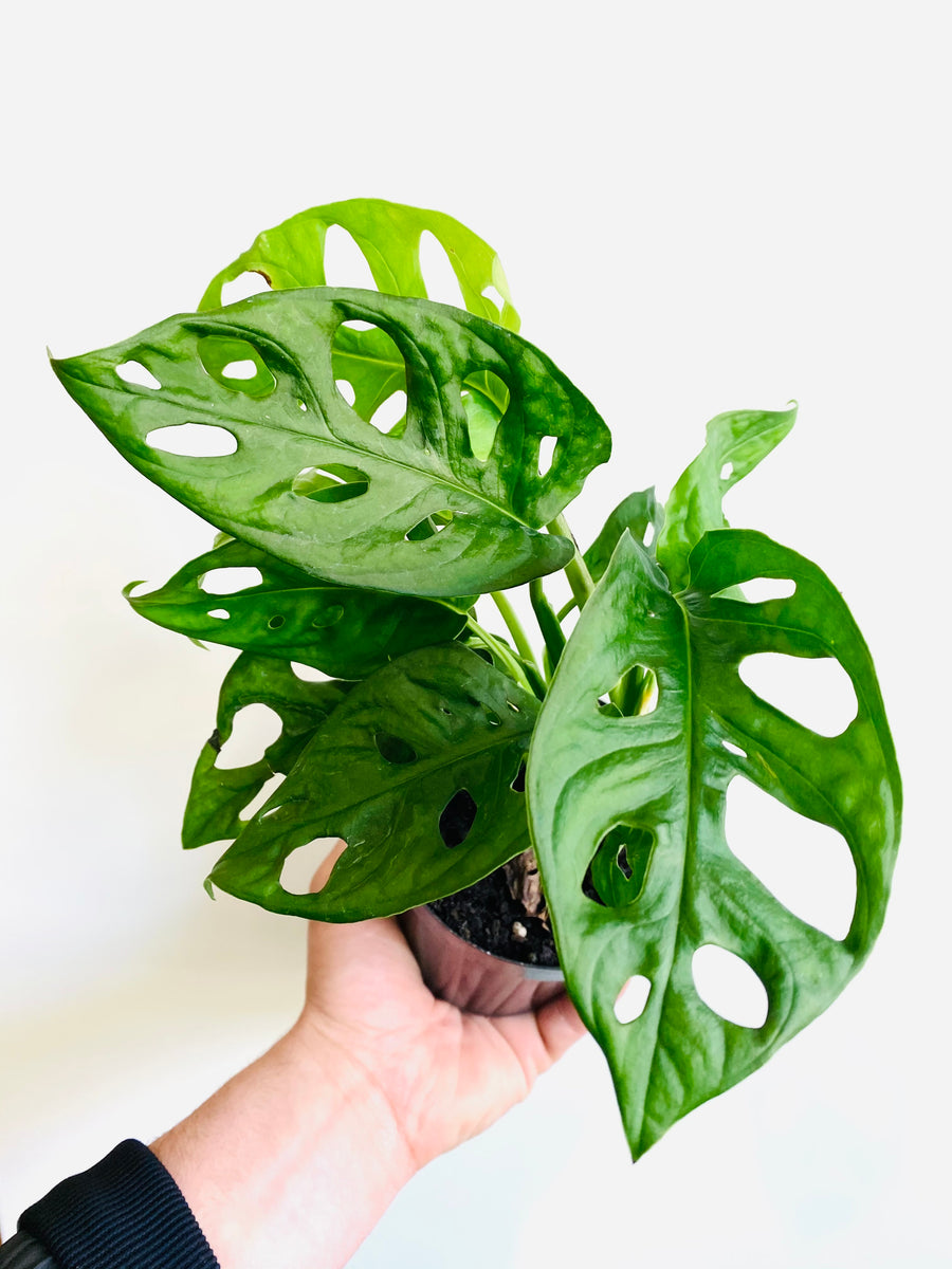 Monstera Adansonii 'Wide Form' - Swiss Cheese Plant - 4