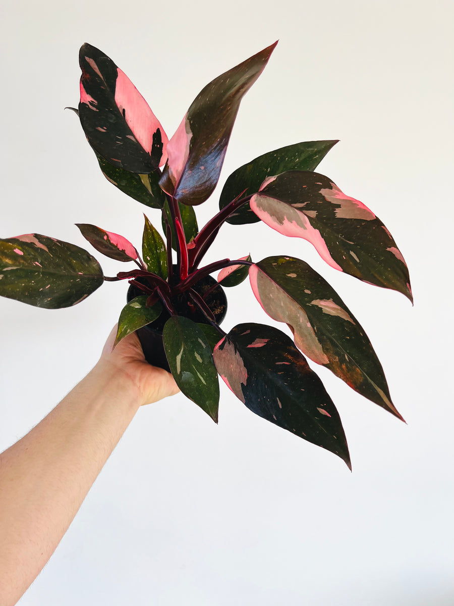 Philodendron Pink Princess Marble - High Variegation - 4