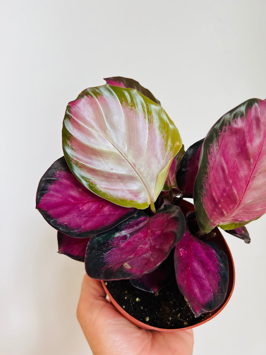 Calathea Purple - 4