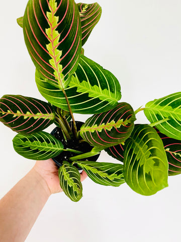 Maranta Leuconeura - Cherry Lime Prayer Plant - 4