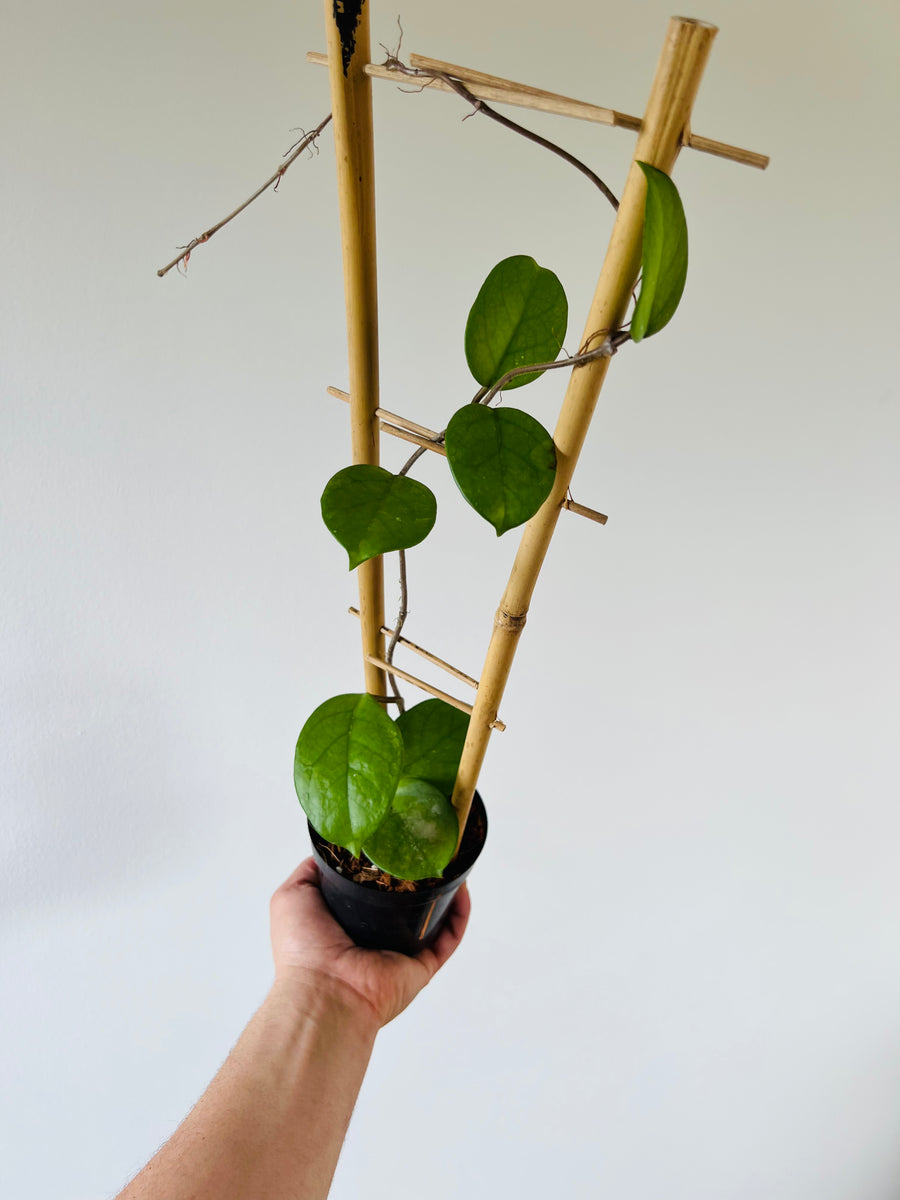 Hoya Fungii - Rare Hoya - 4