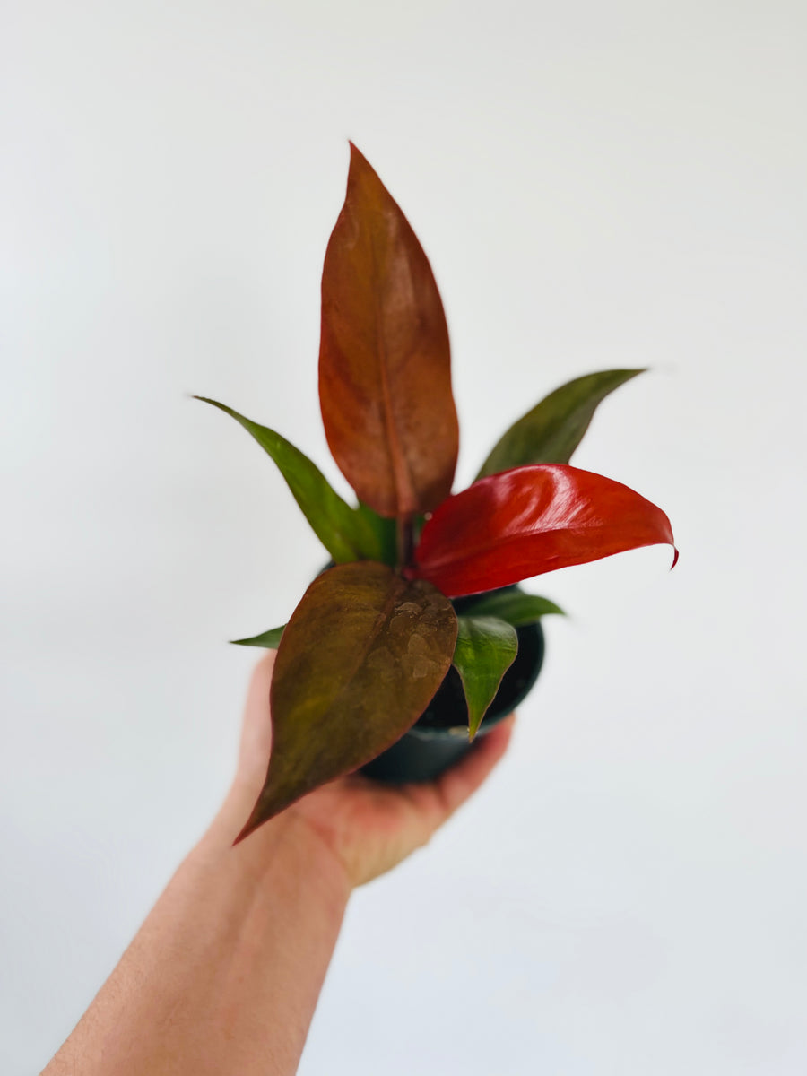 Philodendron Red Sun - Philodendron Hybrid - 4