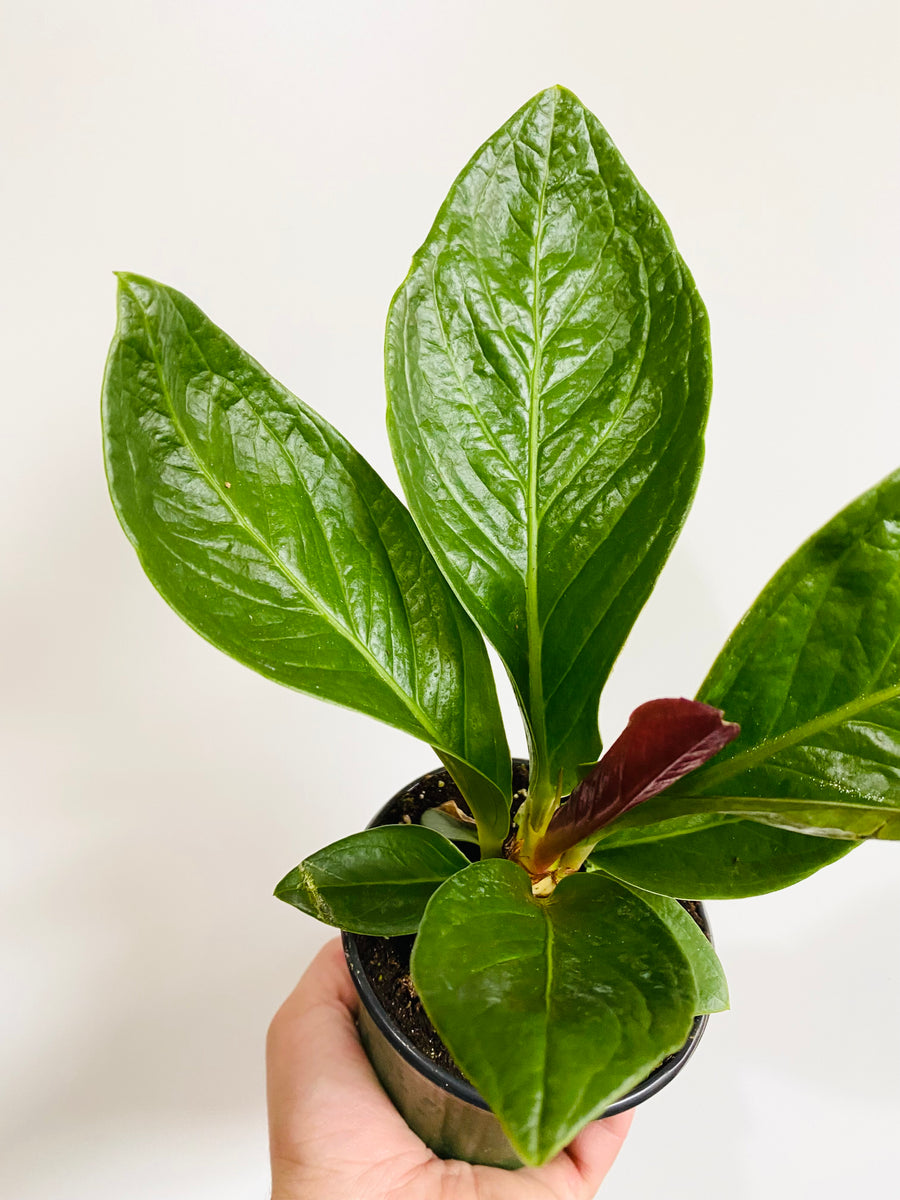 Anthurium 'Cobra' - 4