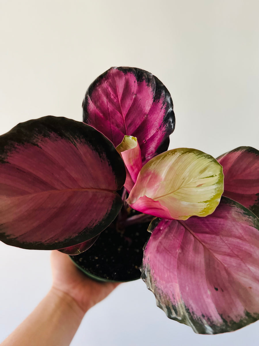 Calathea 'Purple' - 6