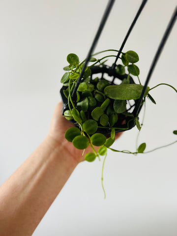 Dischidia Major 'Dragon Skulls'- Hanging Basket