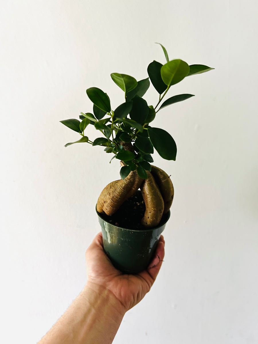 Bonsai Tree - Ficus Microcarpa Ginseng - 4