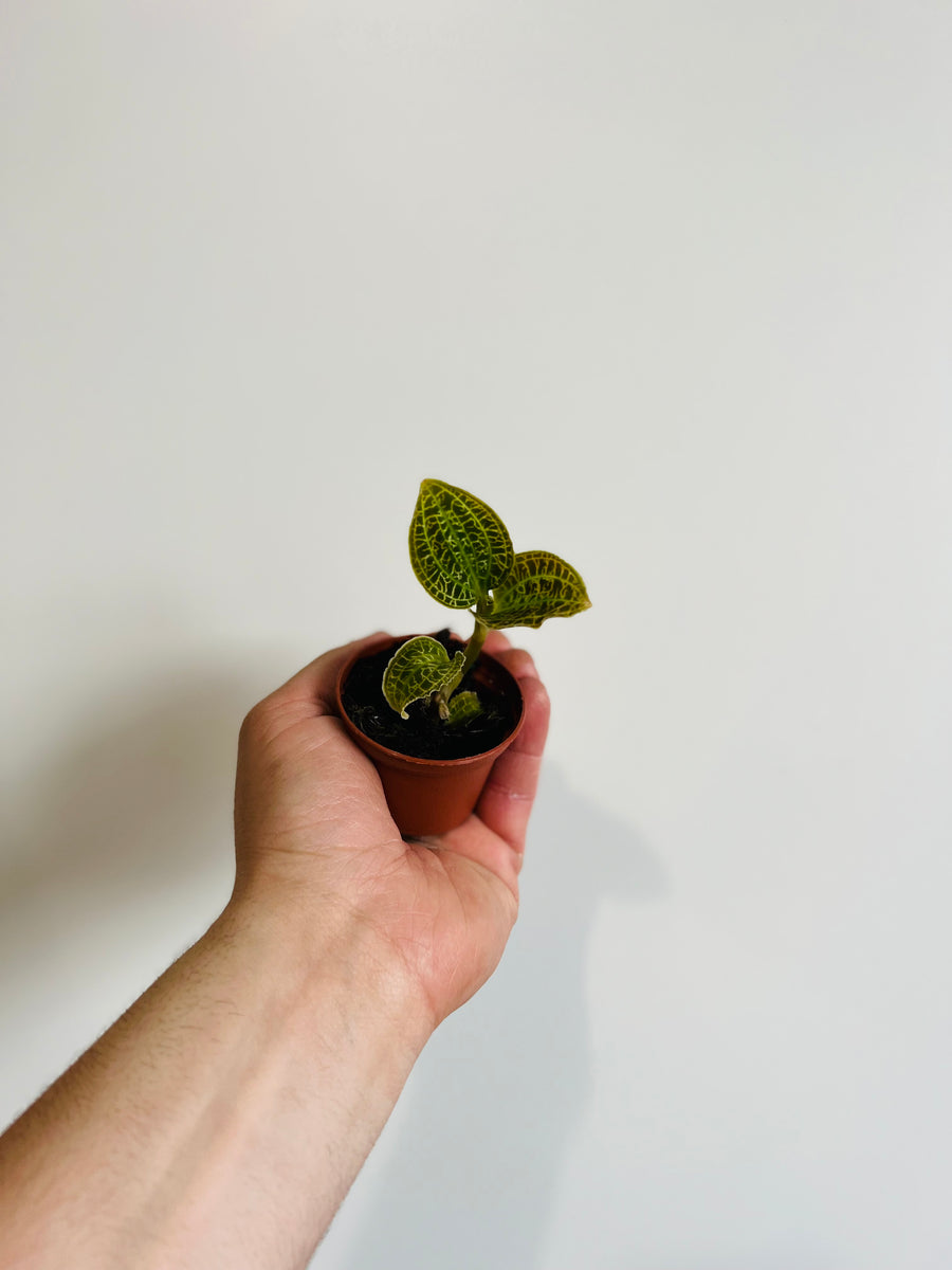 Macodes Sanderiana - Jewel Orchid - 2
