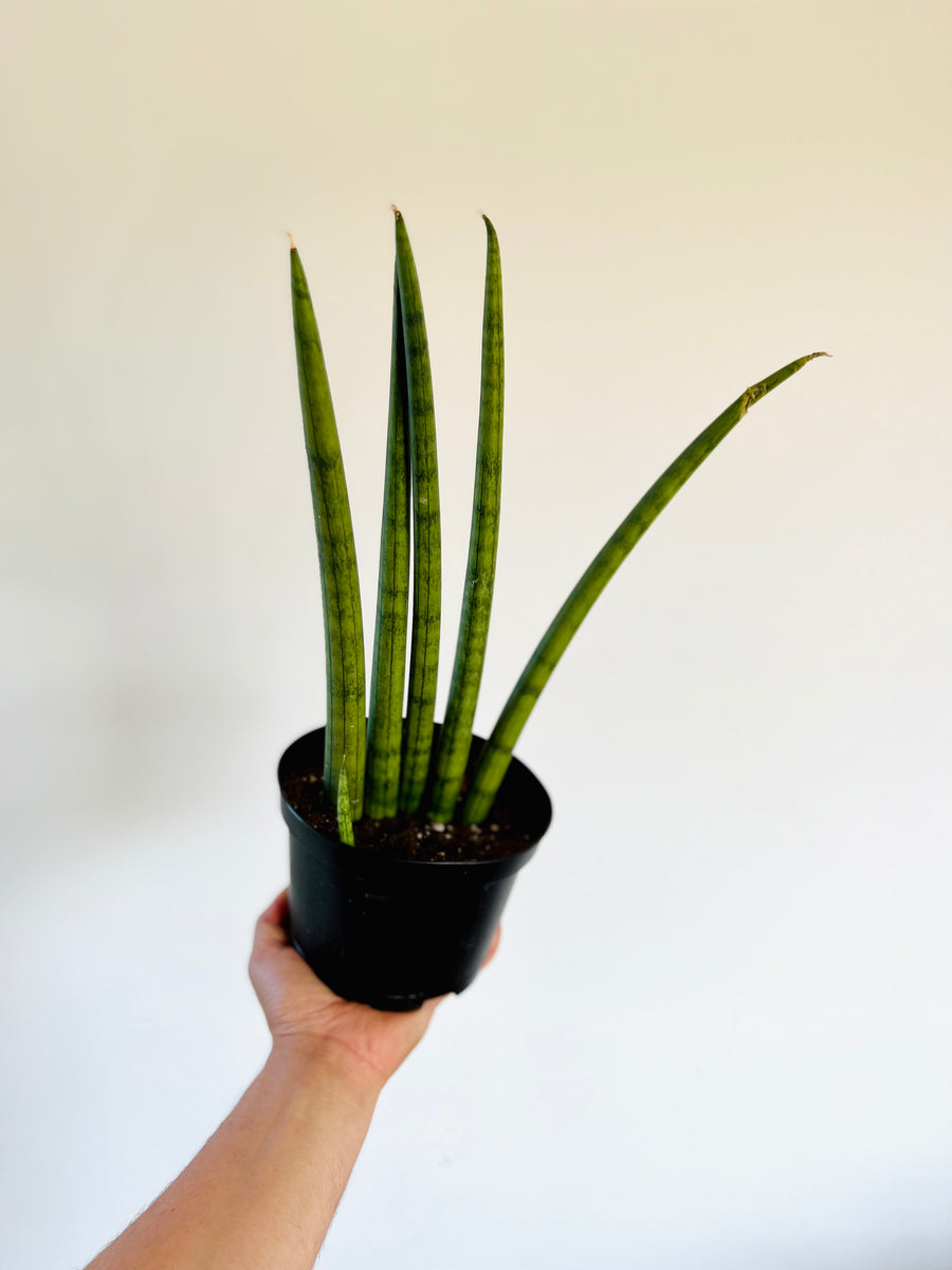 Monster Fingers Snake Plant - Sansevieria Cylindrica