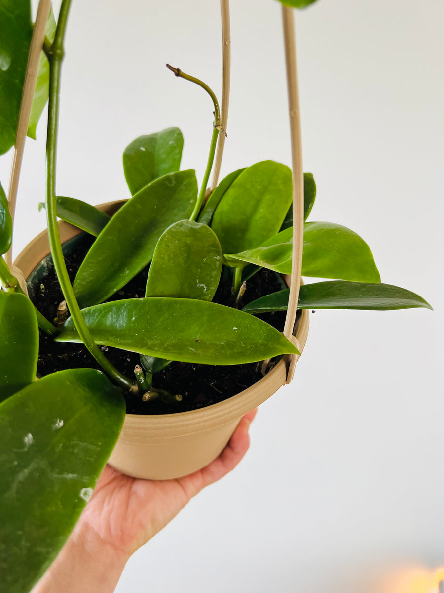 Hoya Meliflua ssp. Fraterna - Rare Hoya - 6