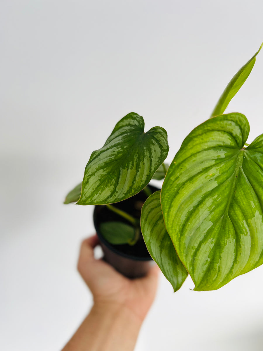Philodendron Mamei Silver Cloud - 4